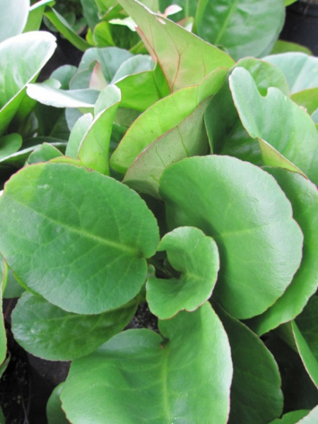 Bergenia cordifolia Eroica - Bergenie - Wickelwurz - Riesensteinbrech -