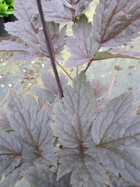 Cimicifuga simplex Pink Spike - Silberkerze -