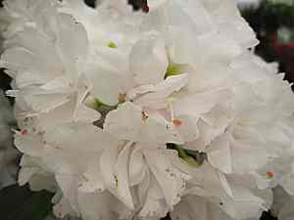 Rhododendron hybr. Queen Anne