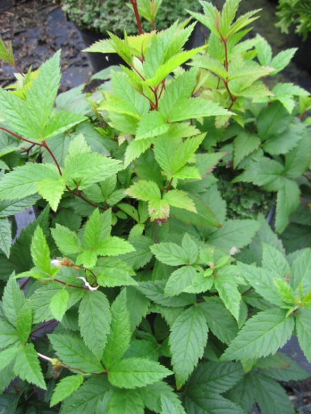 Gillenia trifoliata - Nördliche Dreiblattspiere -