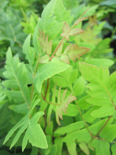Osmunda regalis Purpurascens - Purpur-Königsfarn -