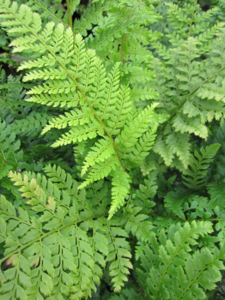 Polystichum setiferum Plumosum densum - Flaumfeder - Filigranfarn -