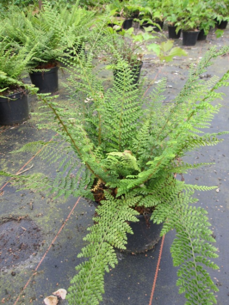 Polystichum setiferum Herrenhausen - Herrenhäuser Filigranfarn -
