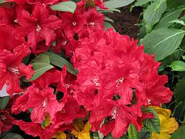 Rhododendron hybr. Rabatz ®