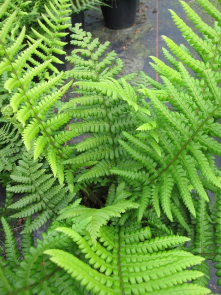Dryopteris affinis - Spreuschuppiger Wurmfarn