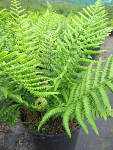 Dryopteris affinis - Spreuschuppiger Wurmfarn
