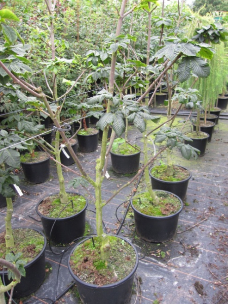 Aesculus carnea Briotii Stamm - Rotblühende Roßkastanie -  auf einem 150 cm Hochstamm veredelt -