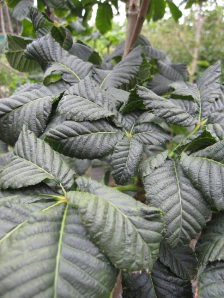 Aesculus carnea Briotii Stamm - Rotblühende Roßkastanie -  auf einem 150 cm Hochstamm veredelt -