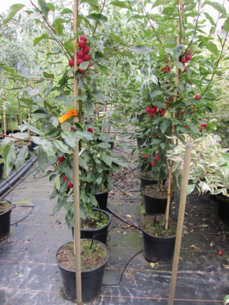 Malus Dolgo - Zierapfel - 120