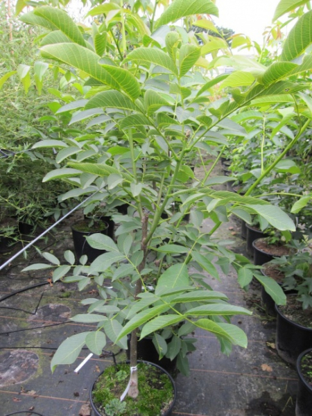 Juglans regia Franquette - Gemeine Walnuß -