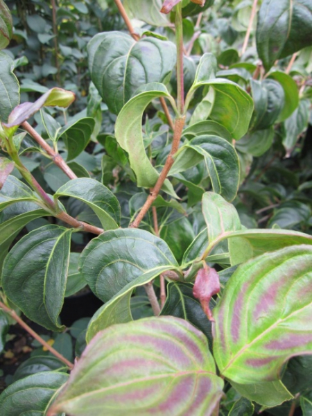 Cornus kousa Pévè Satomi compact