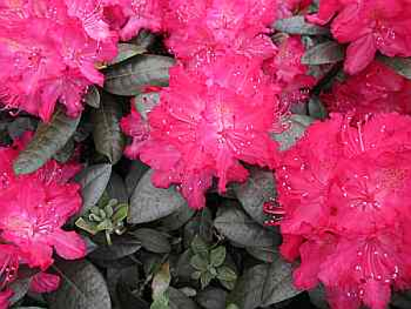 Rhododendron hybr. "Rosabella" 30-40