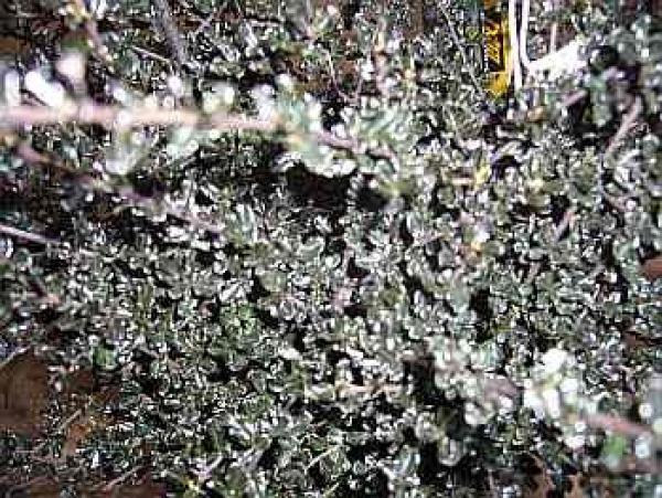 Ceanothus deliliana " Blue Sapphire " (R) (40-60 cm) Säckelblume