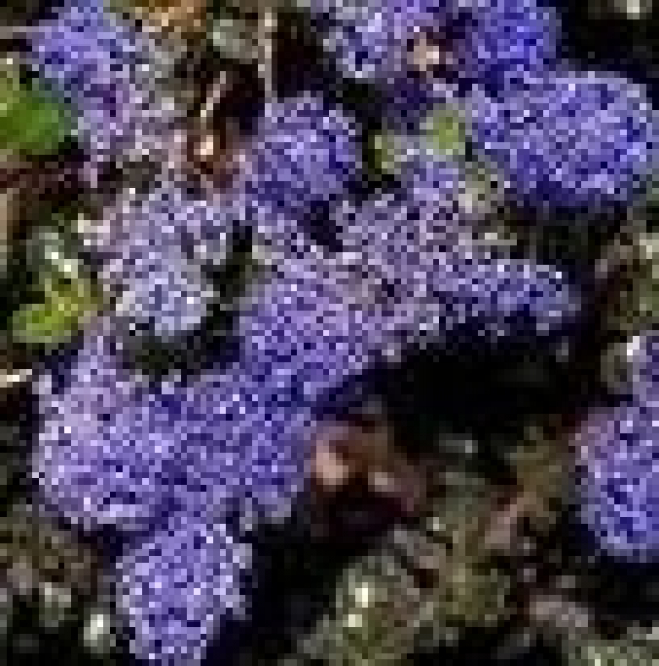Ceanothus deliliana " Blue Sapphire " (R) (40-60 cm) Säckelblume