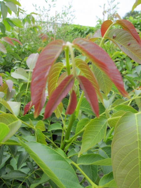 Juglans regia Parisienne - Walnuß -