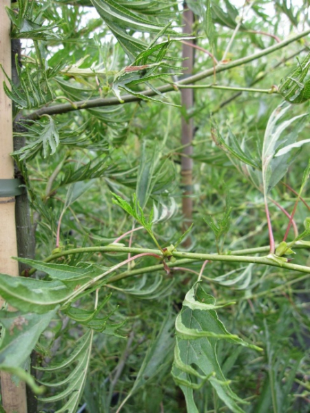 alnus gutinosa imperialis - Farnerle, Bambuserle, Kaisererle
