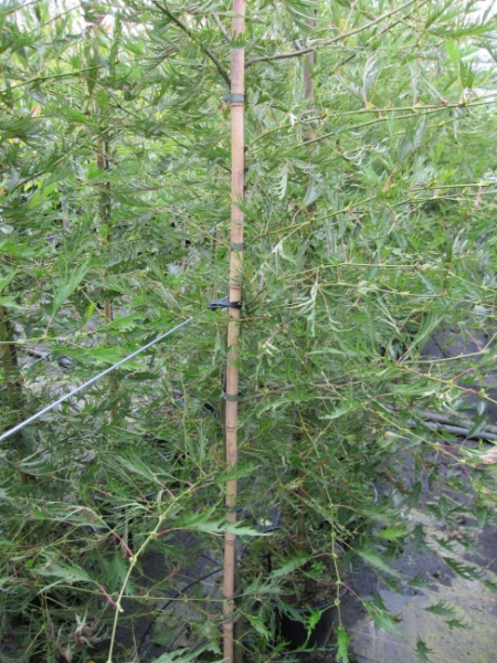 Kaisererle, Farnerle, Bambuserle  -  Alnus gutinosa imperialis