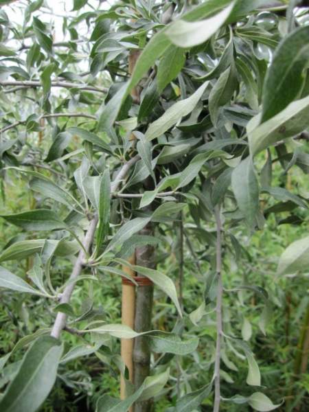 Pyrus salicifolia Pendula  - Weidenblättrige Birne - 100-150