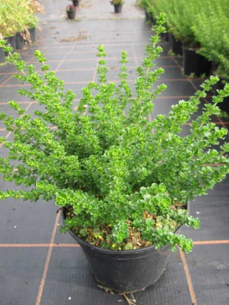 Prostanthera cuneata - Gebirgsbuschminze - Australische Minze - 30-40cm