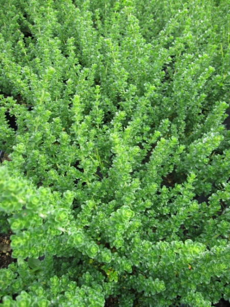 Prostanthera cuneata - Gebirgsbuschminze - Australische Minze - 30-40cm