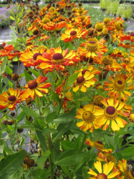Helenium hybr. Waltraud - Sonnenbraut -