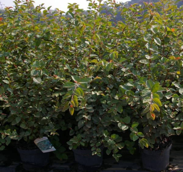 Bluetenmispel - Cotoneaster multiflorus