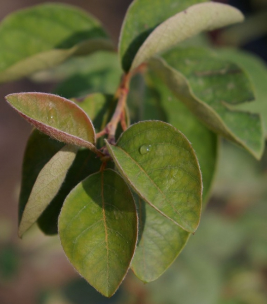 Cotoneaster multiflorus - Bluetenmispel