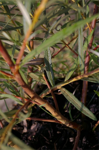 Salix rosmarinifolia - Rosmarinweide - Lavendelweide - 60-100cm