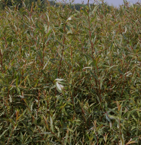 Salix purpurea Nana  - Zwergweide - Kugelweide - 60-100