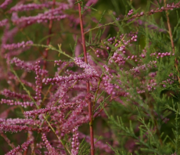 Tamarix pentandra - Heide-Tamariske - Dnen-Tamariske - 60-100 - Pflanzen  online kaufen