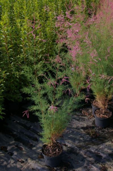 Tamarix pentandra - Heide-Tamariske - Dünen-Tamariske - 60-100cm