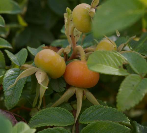 Wildrose Rosa rugosa - Kartoffelrose - Apfelrose - Japanrose