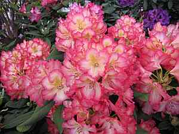 Rhododendron hybr. "Suleika" 30-40