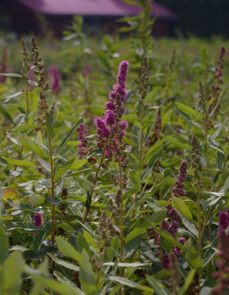 Spiraea billardii Triumphans - Kolbenspiere - 60-100