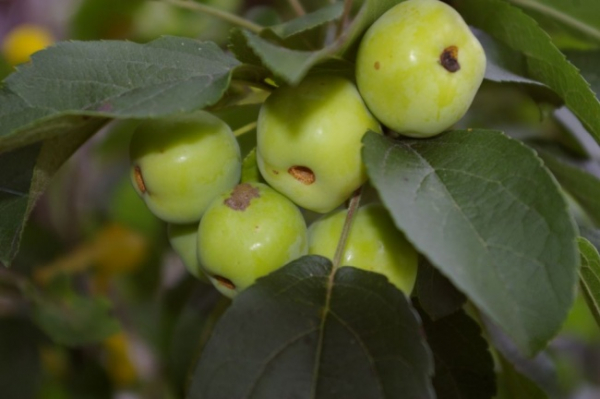 Malus Red Sentinel Stamm  - Zierapfel -120