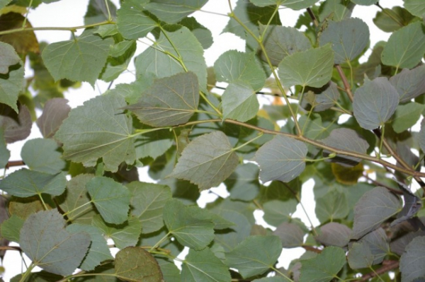 Tilia cordata Green Globe - Kugel-Winterlinde Green Globe - veredelt auf einem 180 cm Hochstamm -