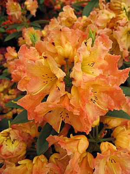 Großblumige Alpenrose Sun Fire - Rhododendron Hybride Sun Fire - 30-40