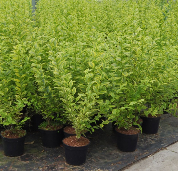 Goldliguster Aureum