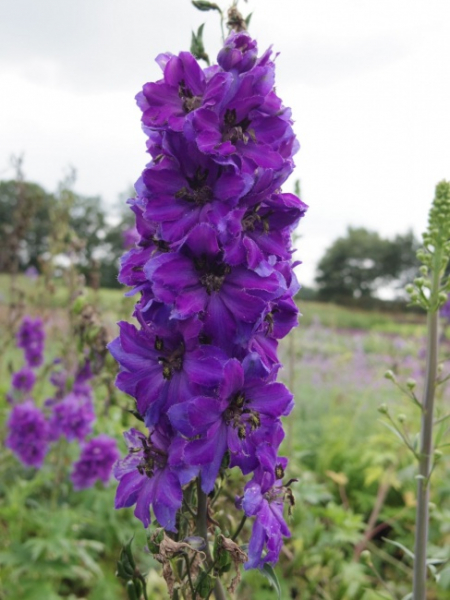 Delphinium elatum M.F. Dark Blue - Hoher Rittersporn -