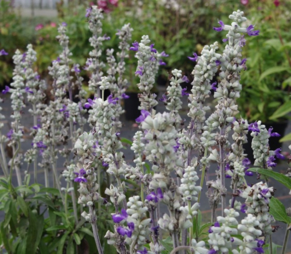 Salvia farinacae Bicolor Blue - Mehliger Salbei -