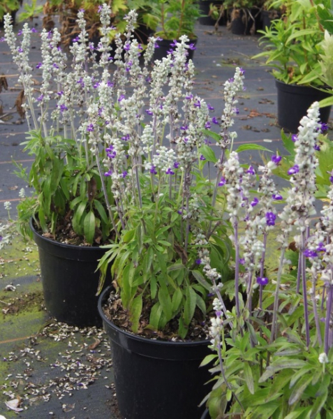 Salvia farinacae Bicolor Blue - Mehliger Salbei -