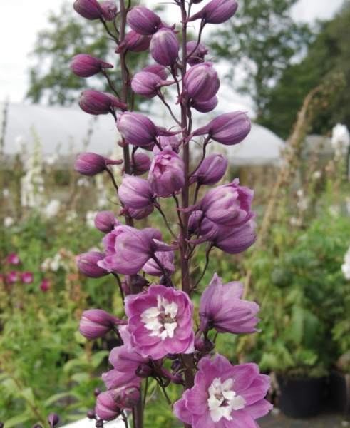 Delphinium culturum M.F. Lilac Pink - Garten-Rittersporn -