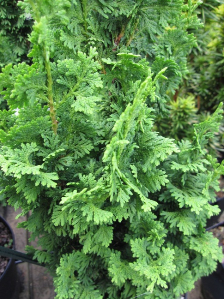 Thuja occidentalis Zmatlik - Zwergiger Lebensbaum - 30-40