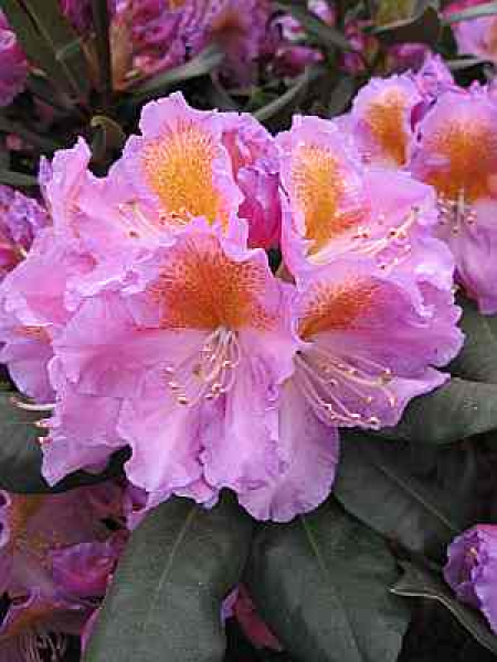 Großblumige Alpenrose Tanaga