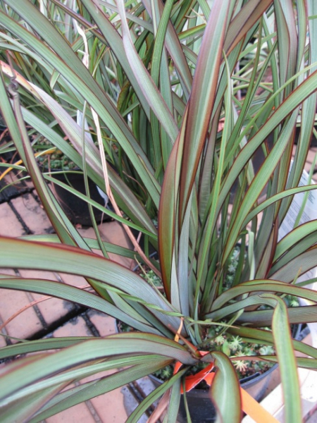 Phormium tenax Tom Thumb - Neuseeland-Flachs