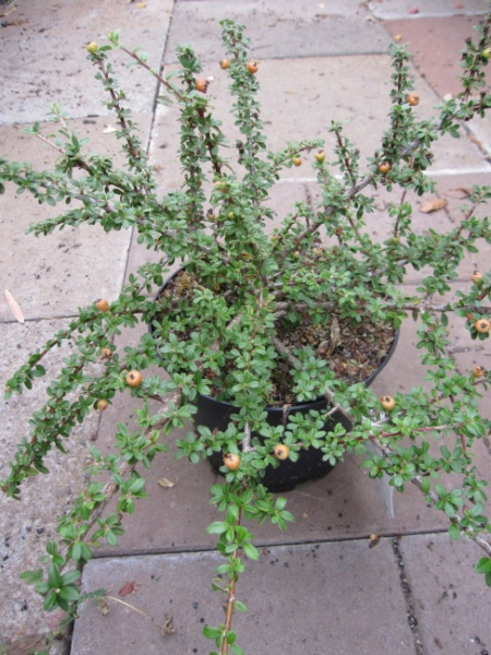 Cotoneaster conspicuus var. Decorus - Kriechmispel Decorus - Bogen-Zwergmispel - 30-40