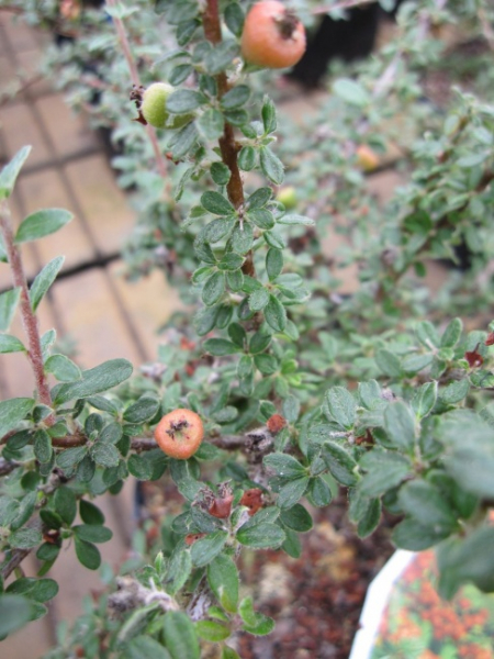 Cotoneaster conspicuus var. Decorus - Kriechmispel Decorus - Bogen-Zwergmispel - 30-40