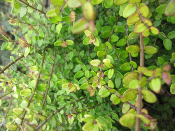 Lonicera nitida Baggesen's Gold - Heckenkirsche Baggesen's Gold - 30-40 cm