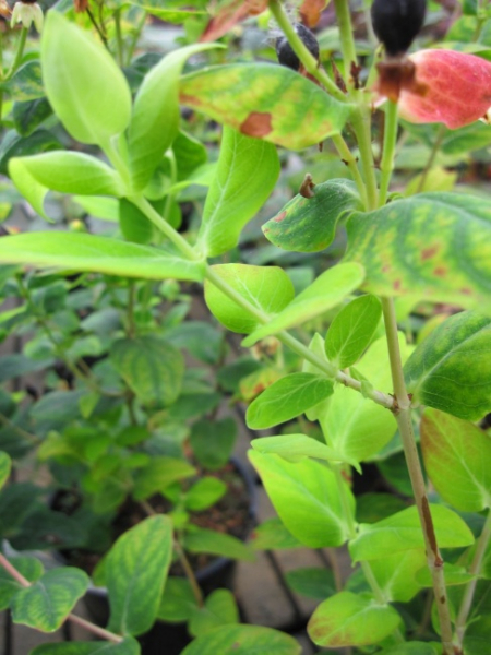 Hypericum inodorum Magical Limelight - Johanniskraut Magical Limelight - 40-60 cm