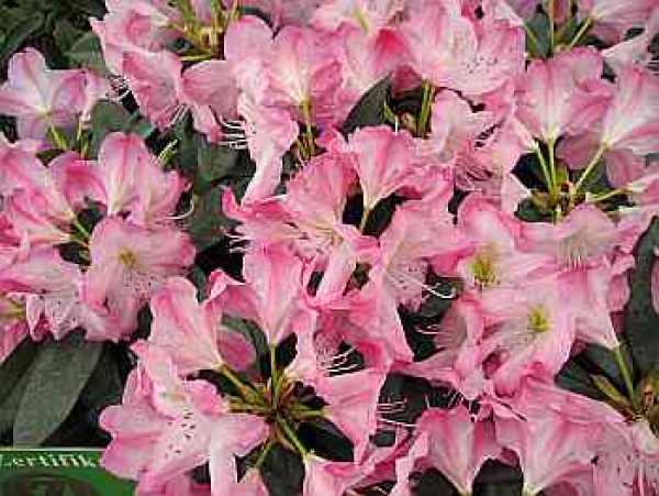 Großblumige Alpenrose Ulrike Jost - Rhododendron Hybride Ulrike Jost 30-40
